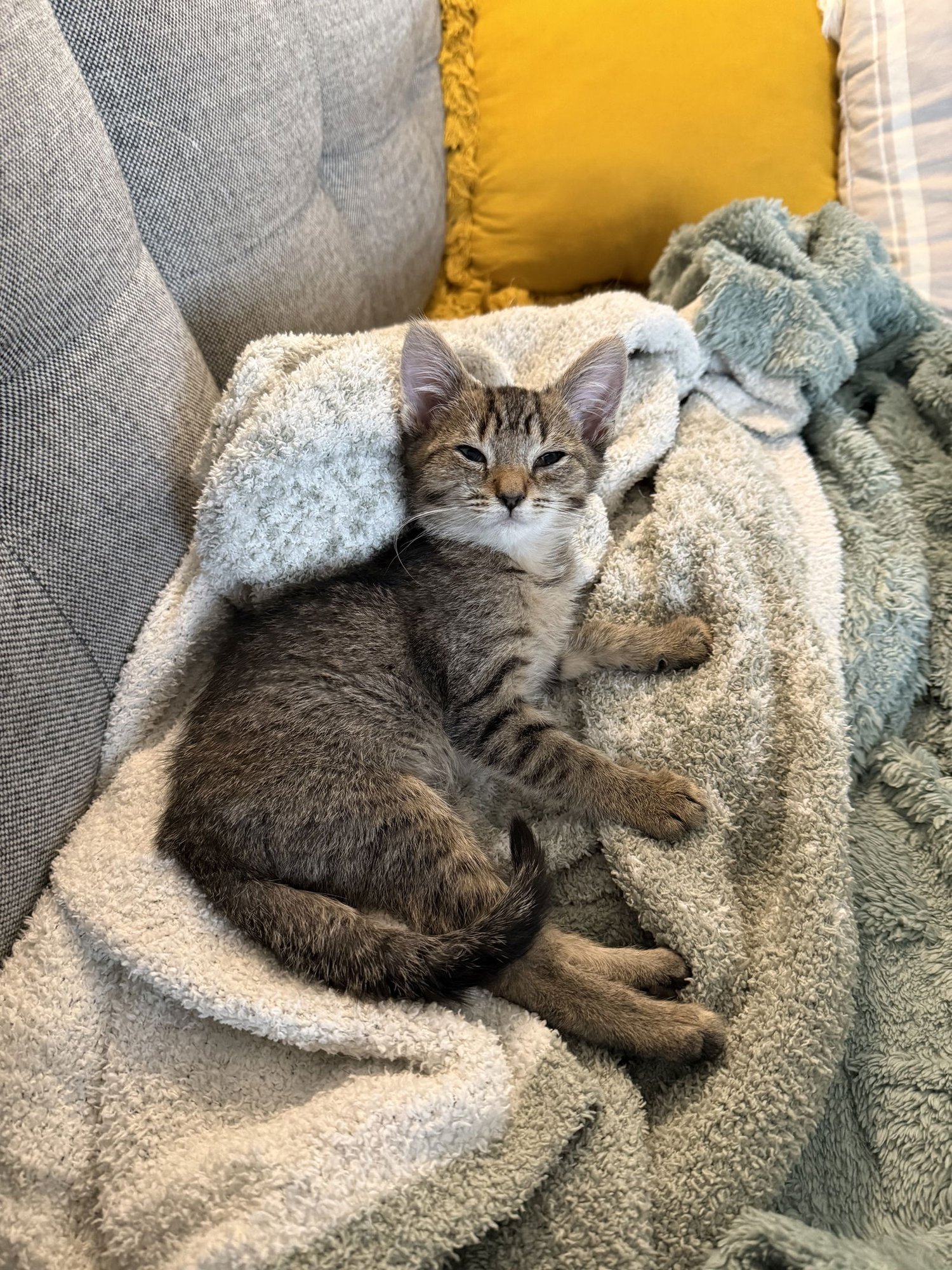 DRE MAYFAIRE - Domestic Short Hair for adoption in Philadelphia