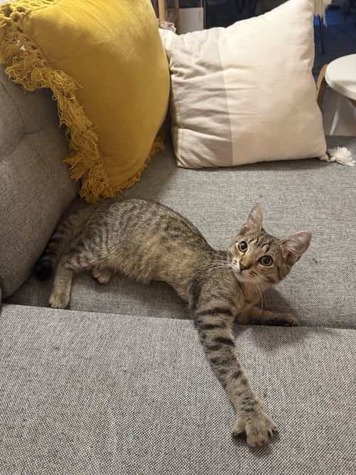 DRE MAYFAIRE - Domestic Short Hair available for adoption