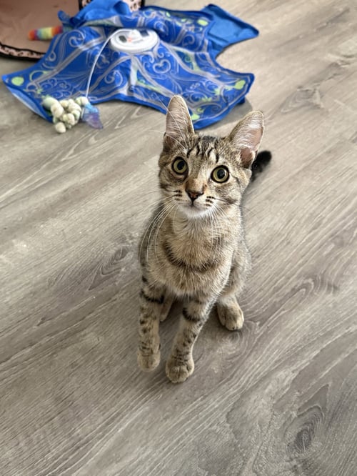 DRE MAYFAIRE - Domestic Short Hair available for adoption