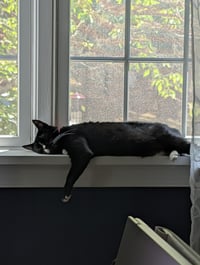 Kira - Photo 3