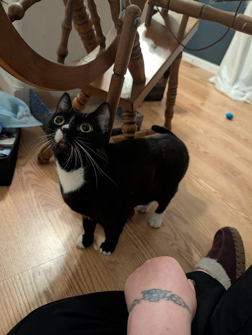 KIRA - Domestic Short Hair available for adoption