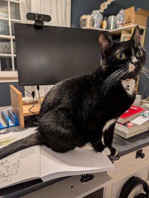 KIRA - Domestic Short Hair available for adoption