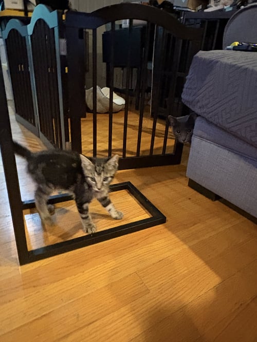 CASSANDRA PETERSON - Domestic Short Hair available for adoption
