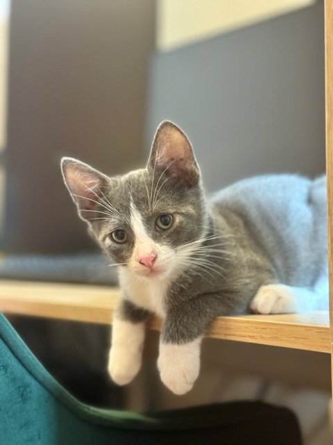OSLO - Domestic Short Hair available for adoption