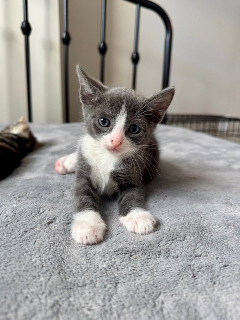 OSLO - Domestic Short Hair available for adoption