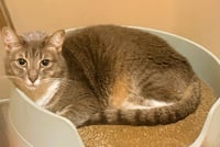 Sylvie - Photo 1