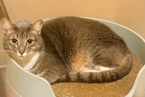 SYLVIE - Domestic Short Hair available for adoption