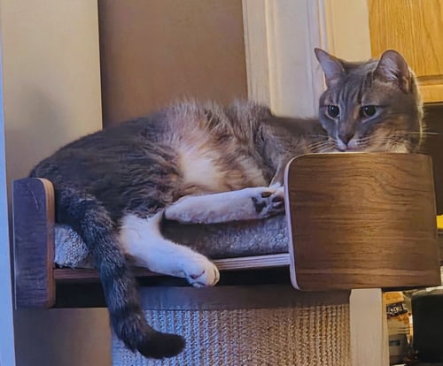 SYLVIE - Domestic Short Hair available for adoption