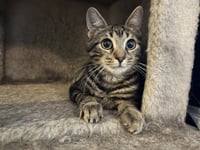 Mitzy - Photo 2