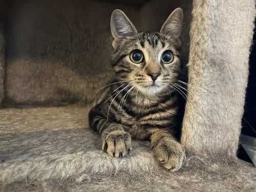 MITZY - Domestic Short Hair available for adoption