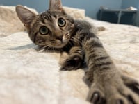 Mitzy - Photo 1
