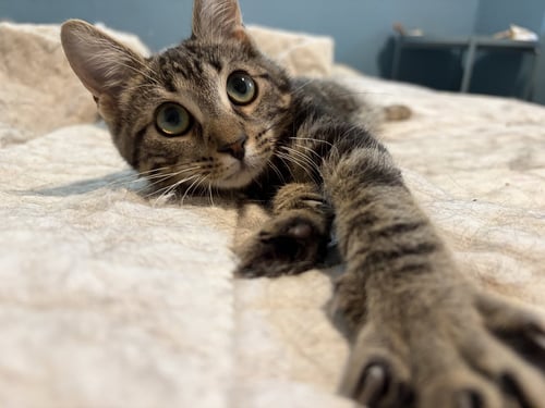 MITZY - Domestic Short Hair available for adoption