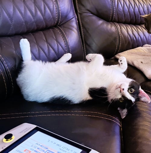 FREYA - Domestic Short Hair available for adoption