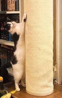 Freya - Photo 3