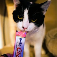 Freya - Photo 4