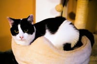Freya - Photo 5