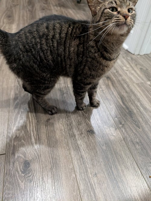 LOTTIE - Domestic Short Hair available for adoption