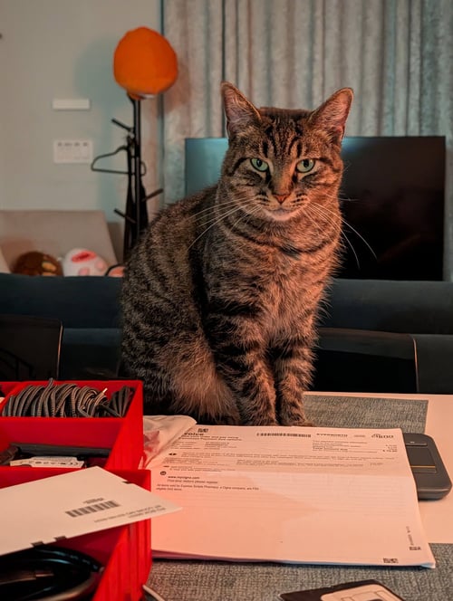 LOTTIE - Domestic Short Hair available for adoption
