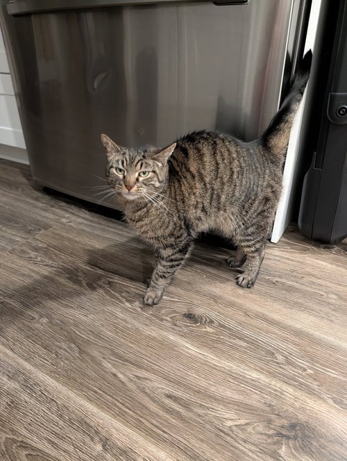 LOTTIE - Domestic Short Hair available for adoption