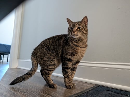 LOTTIE - Domestic Short Hair available for adoption