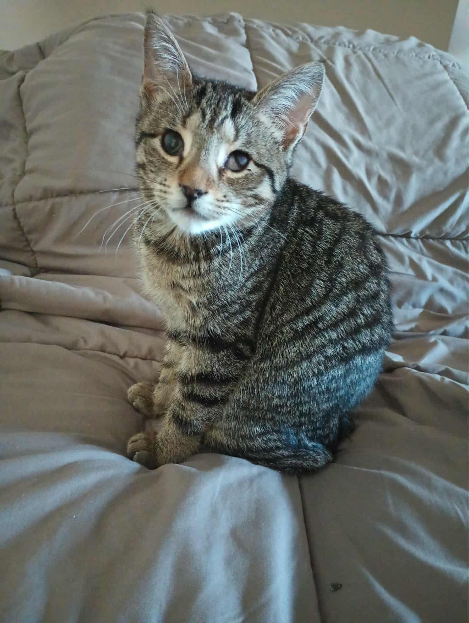 CHICKEN - Tabby / Domestic Short Hair for adoption in Philadelphia
