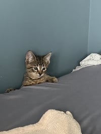 JimJam - Photo 3