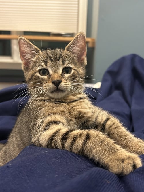 JIMJAM - Domestic Short Hair available for adoption