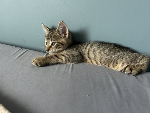JIMJAM - Domestic Short Hair available for adoption