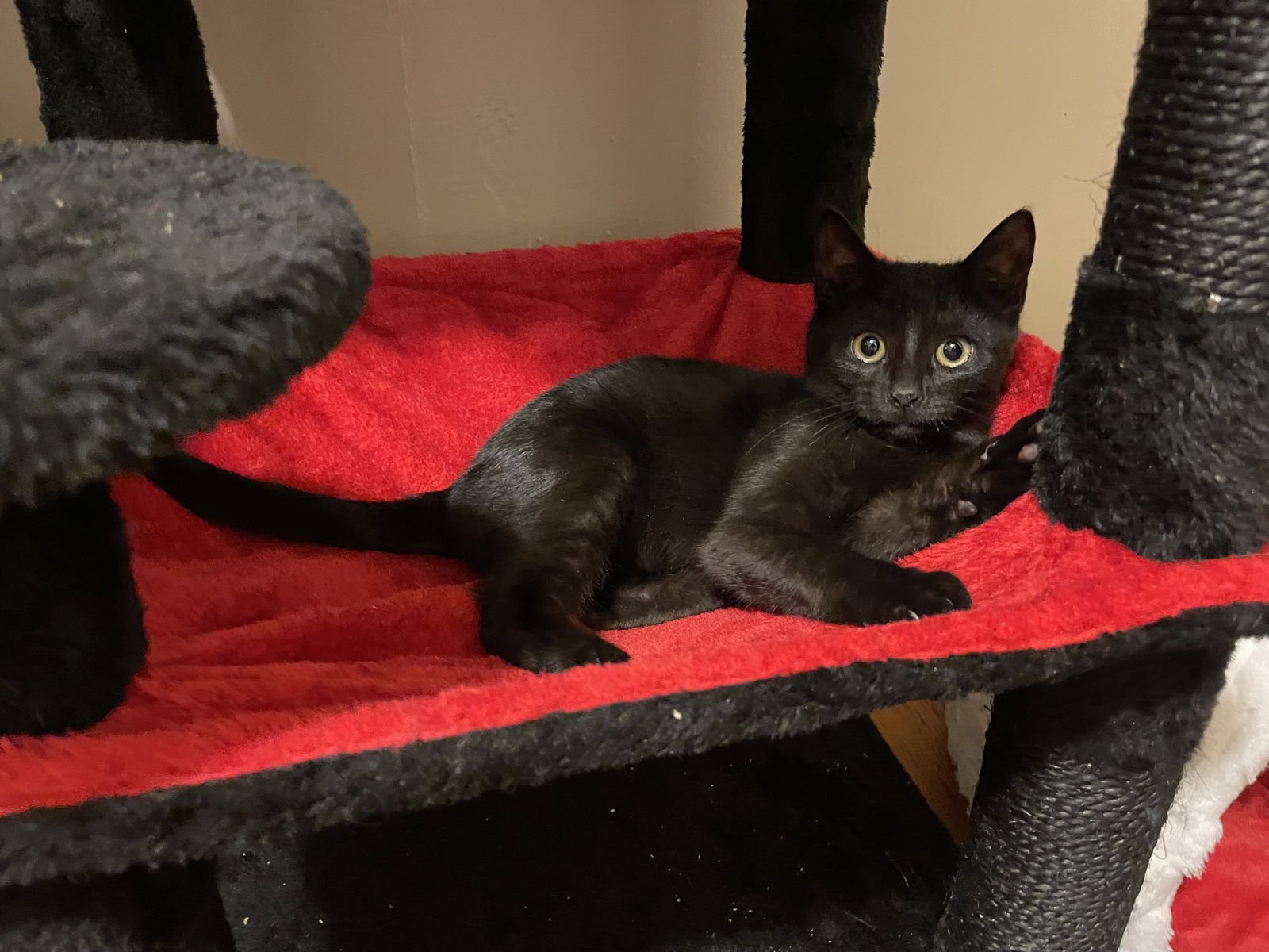 BISCUIT - Domestic Short Hair available for adoption