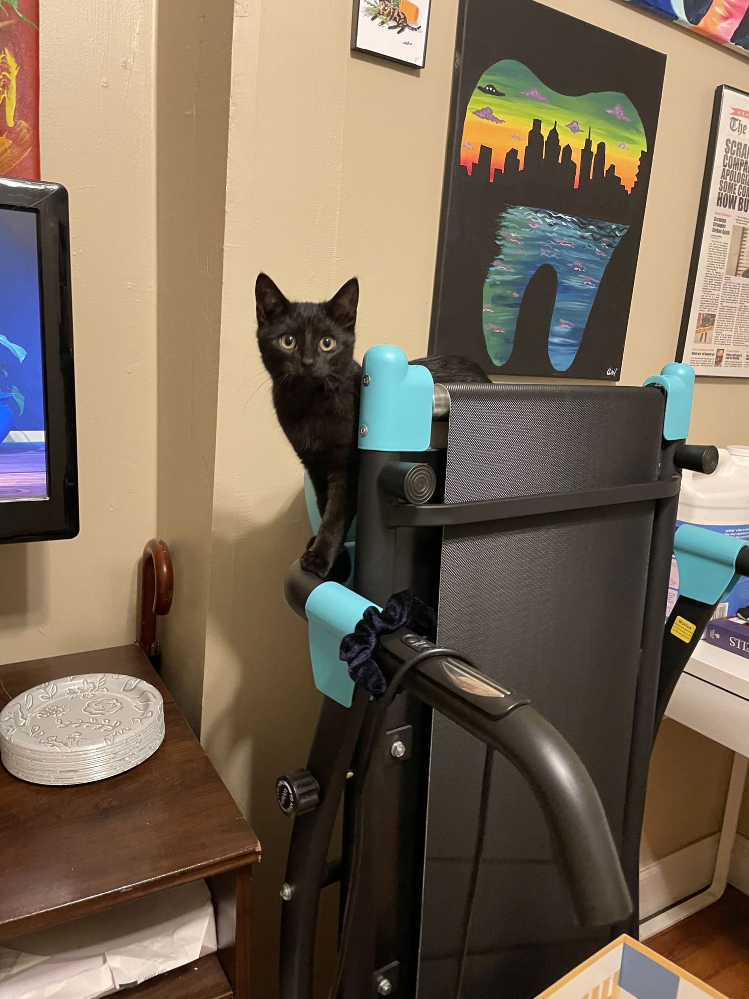 BISCUIT - Domestic Short Hair available for adoption