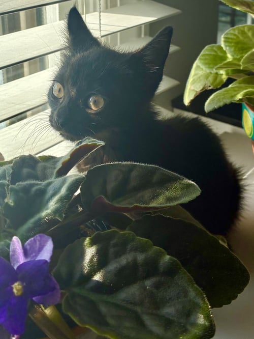 BONBON - Domestic Short Hair available for adoption
