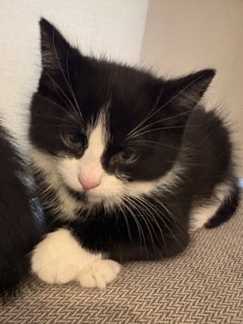 ZISOU - Domestic Short Hair available for adoption