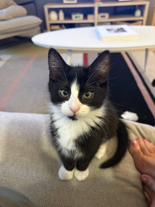 ZISOU - Domestic Short Hair available for adoption