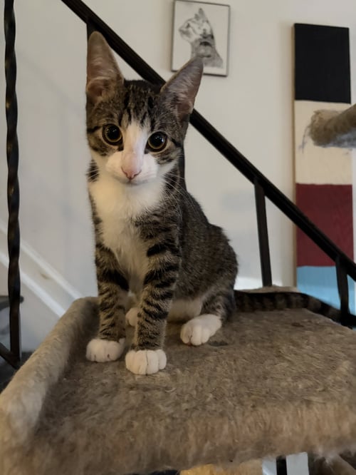 CACHITO - Domestic Short Hair available for adoption