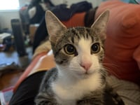 Cachito - Photo 2