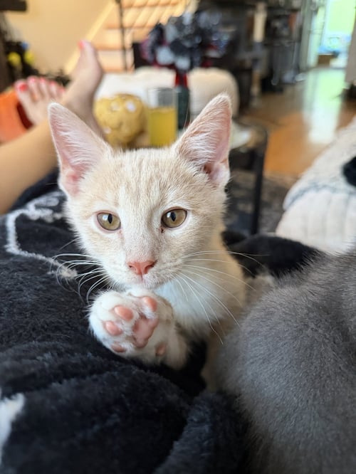 DAVID - Domestic Short Hair available for adoption