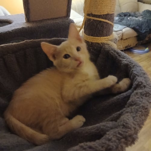 DAVID - Domestic Short Hair available for adoption