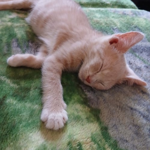 DAVID - Domestic Short Hair available for adoption