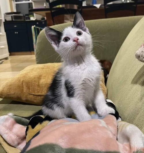 BISOU - Domestic Short Hair available for adoption