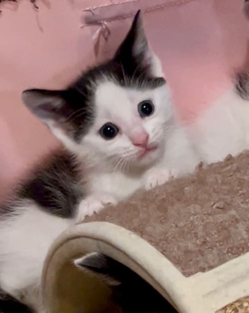 BISOU - Domestic Short Hair available for adoption