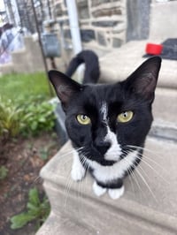 Binx - Photo 1
