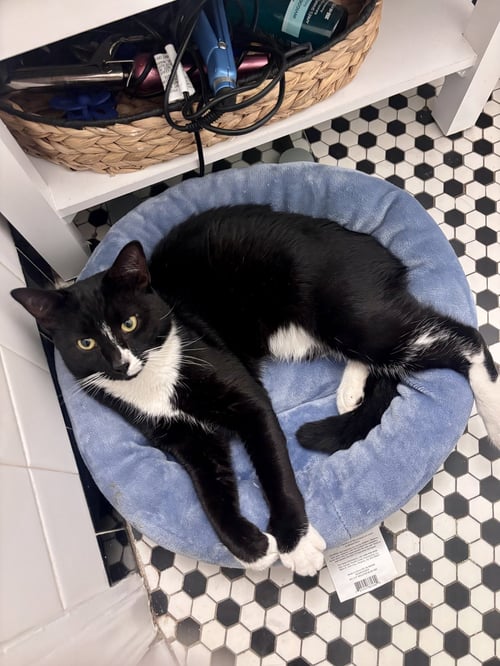 BINX - Domestic Short Hair available for adoption