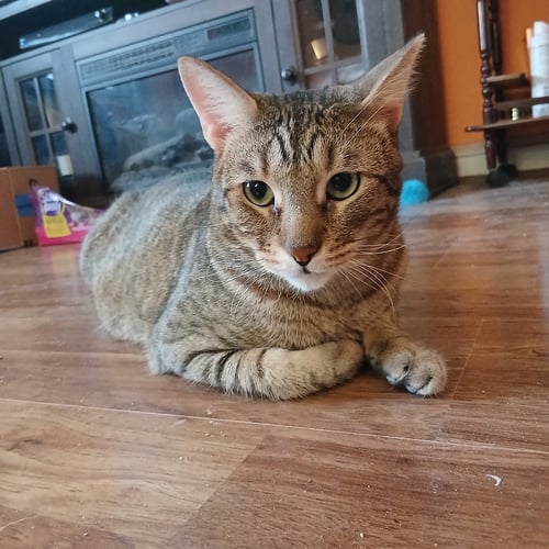 NICK - Domestic Short Hair available for adoption