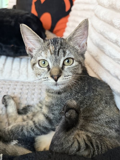 LUCY - Domestic Short Hair for adoption in Philadelphia