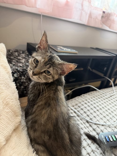 LUCY - Domestic Short Hair available for adoption