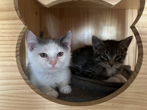 RONALDO - Domestic Short Hair available for adoption