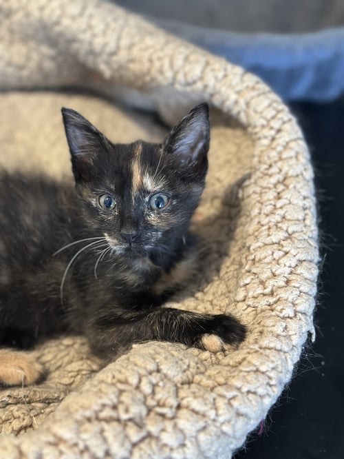 CALAMARI - Domestic Short Hair available for adoption
