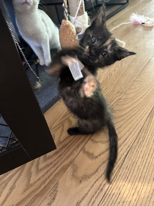 CALAMARI - Domestic Short Hair available for adoption
