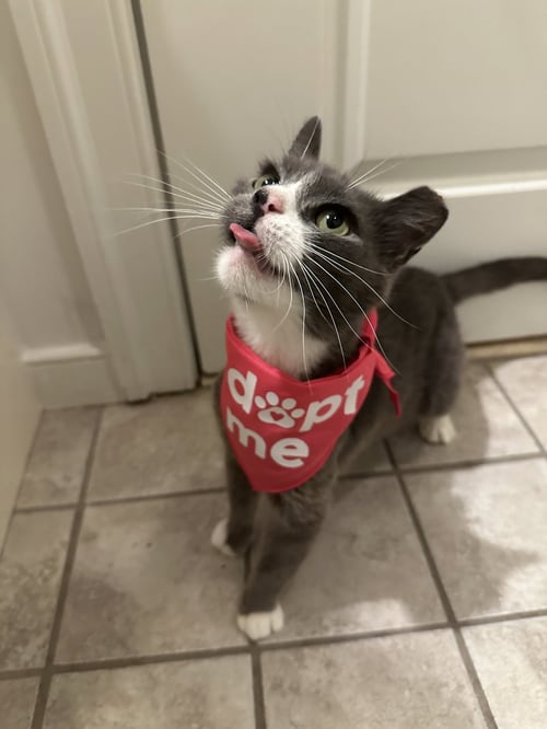 SAMANTHA - Domestic Short Hair available for adoption