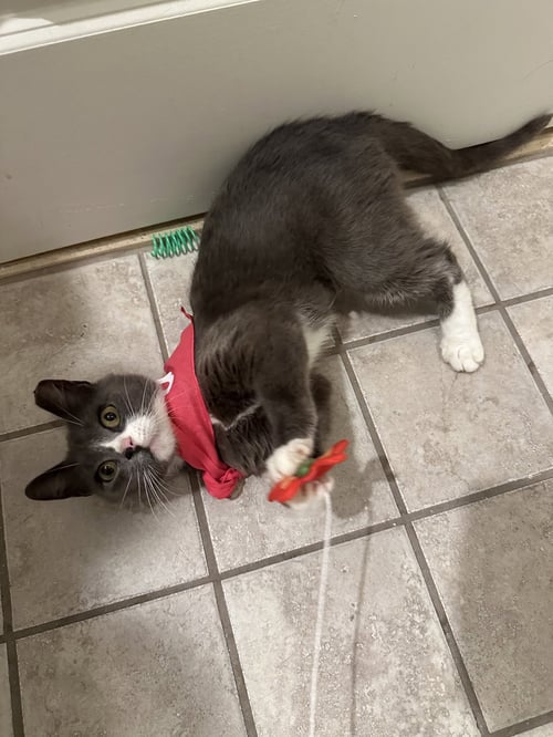 SAMANTHA - Domestic Short Hair available for adoption